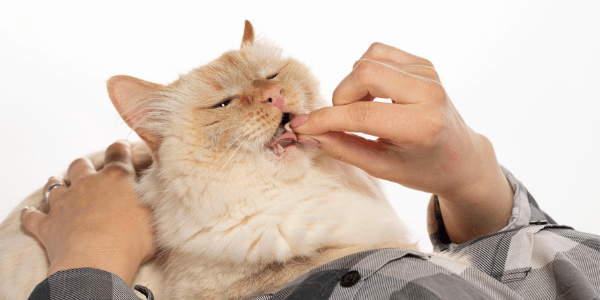 How To Give Your Cat A Pill Chase It With Water Preventive Vet